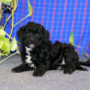 Ethan, Miniature Poodle Puppy