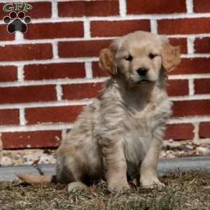 Ethan, Golden Retriever Puppy