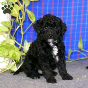 Ethan, Miniature Poodle Puppy