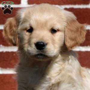 Ethan, Golden Retriever Puppy