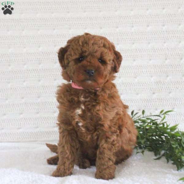 Eva F1B, Mini Goldendoodle Puppy