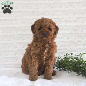 Eva F1B, Mini Goldendoodle Puppy