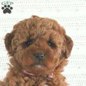 Eva F1B, Mini Goldendoodle Puppy