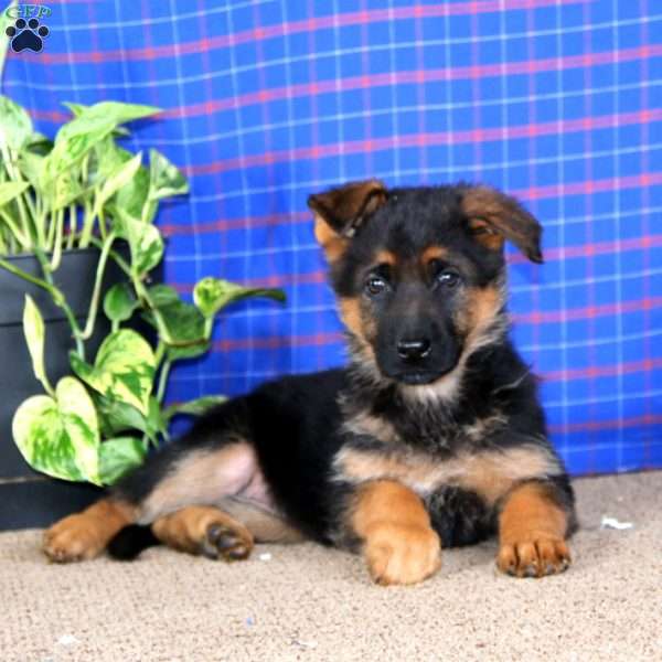 Eva, German Shepherd Puppy