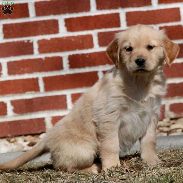 Eva, Golden Retriever Puppy