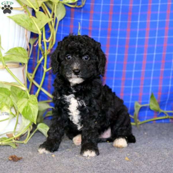 Eva, Miniature Poodle Puppy