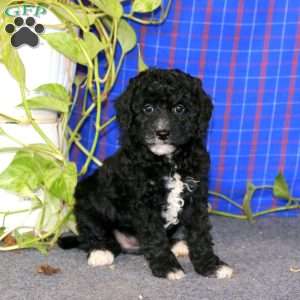 Eva, Miniature Poodle Puppy