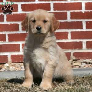 Eva, Golden Retriever Puppy