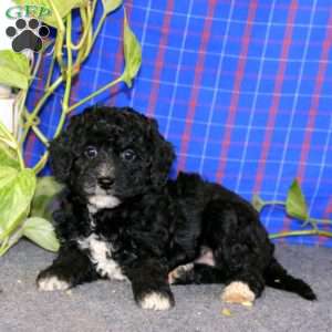 Eva, Miniature Poodle Puppy