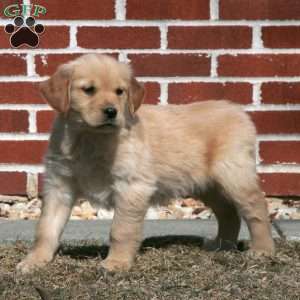 Eva, Golden Retriever Puppy