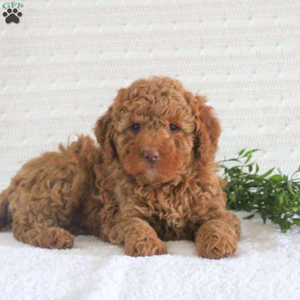 Evan F1B, Mini Goldendoodle Puppy