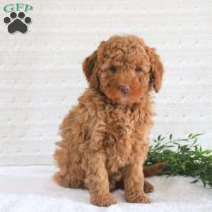 Evan F1B, Mini Goldendoodle Puppy