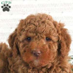 Evan F1B, Mini Goldendoodle Puppy