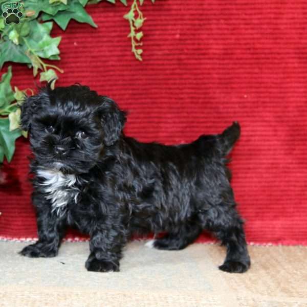 Evan, Shih-Poo Puppy