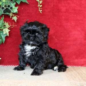 Evan, Shih-Poo Puppy