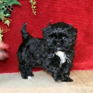 Evan, Shih-Poo Puppy