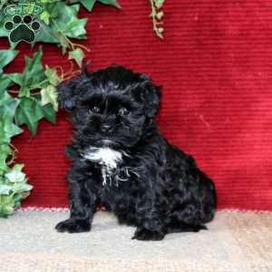 Evan, Shih-Poo Puppy