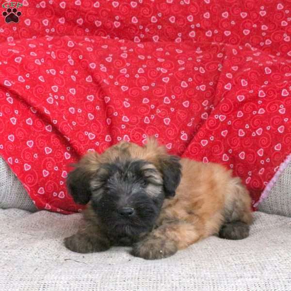 Everly, Soft Coated Wheaten Terrier Puppy