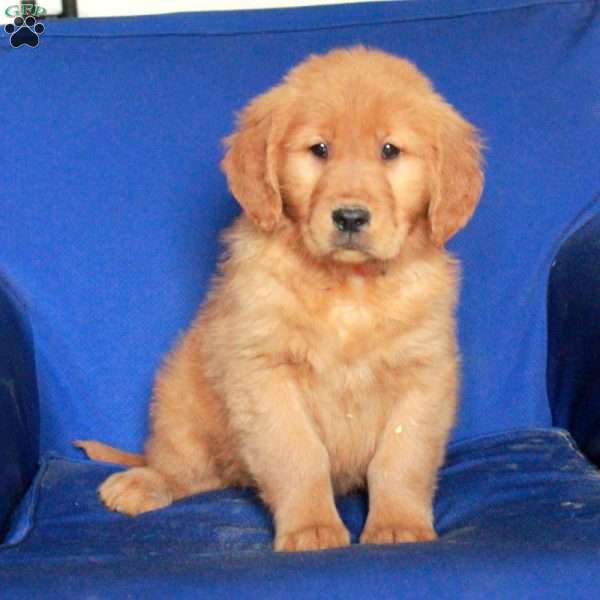 Evie, Golden Retriever Puppy