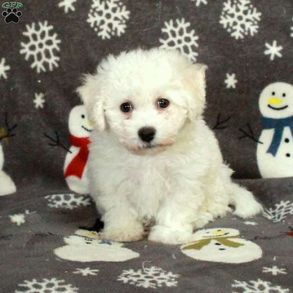 Evie, Bichon Frise Puppy