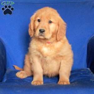 Evie, Golden Retriever Puppy