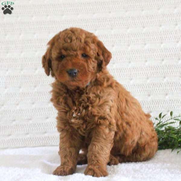 Ezra F1B, Mini Goldendoodle Puppy