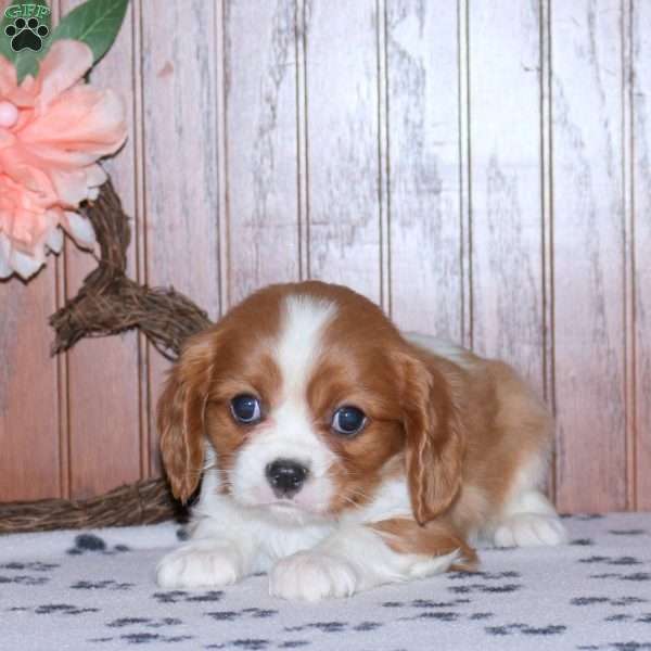 Ezra, Cavalier King Charles Spaniel Puppy