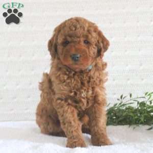 Ezra F1B, Mini Goldendoodle Puppy