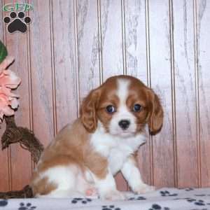 Ezra, Cavalier King Charles Spaniel Puppy