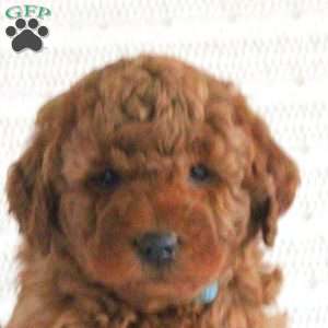 Ezra F1B, Mini Goldendoodle Puppy