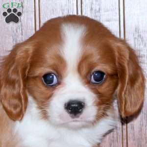 Ezra, Cavalier King Charles Spaniel Puppy