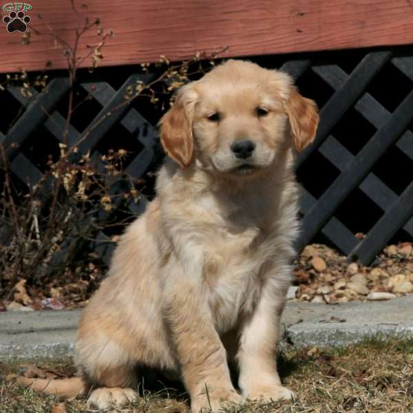 Ezra, Golden Retriever Puppy