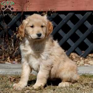 Ezra, Golden Retriever Puppy