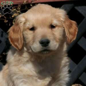 Ezra, Golden Retriever Puppy