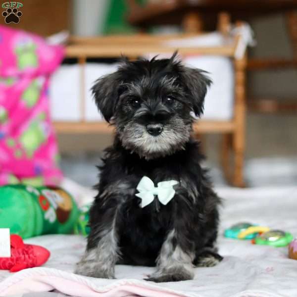 Ezra, Miniature Schnauzer Puppy