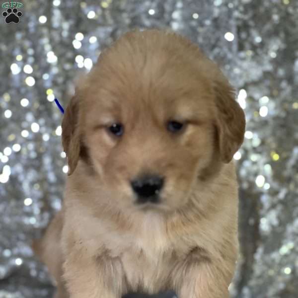 Laura, Golden Retriever Puppy