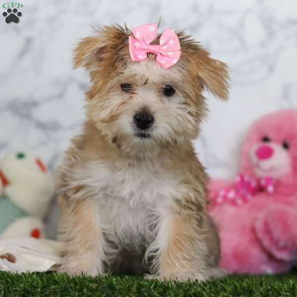 Darla, Morkie / Yorktese Puppy