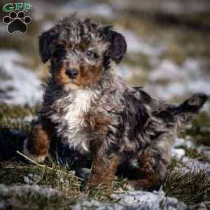 Tassle, Mini Bernedoodle Puppy