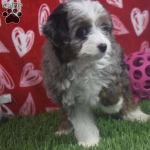 Kyra, Aussiedoodle Puppy