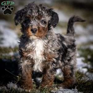 Tassle, Mini Bernedoodle Puppy