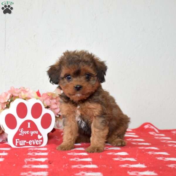 Faith, Cavapoo Puppy