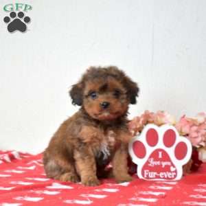 Faith, Cavapoo Puppy