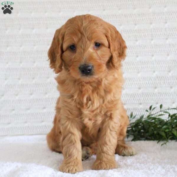 Faith, Mini Goldendoodle Puppy