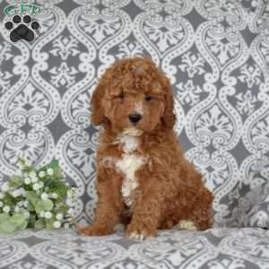 Faith, Mini Goldendoodle Puppy