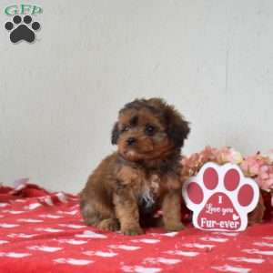 Faith, Cavapoo Puppy