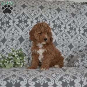 Faith, Mini Goldendoodle Puppy