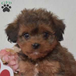 Faith, Cavapoo Puppy