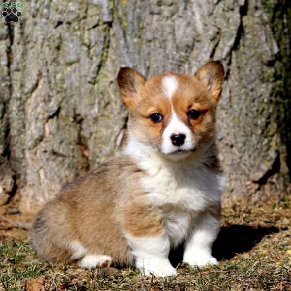 Faith, Pembroke Welsh Corgi Puppy