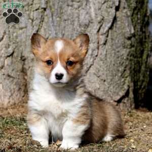 Faith, Pembroke Welsh Corgi Puppy