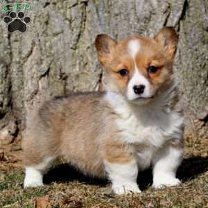 Faith, Pembroke Welsh Corgi Puppy